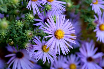 Asters Are the Fall Flower That Will Replace Your Mum Habit