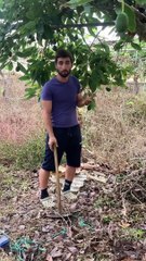 ¿Por qué está tan caro el aguacate en Canarias?: el tinerfeño Sergio lo explica