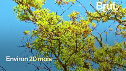 Comment la forêt se régénère après un incendie
