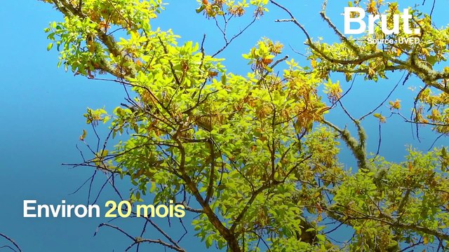 Comment la forêt se régénère après un incendie