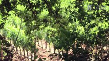 Thymos, un vino bianco sapido e minerale, prodotto con uve Falanghina di varietà autoctona -  Azienda Agricola Monti Cecubi Itri (LT)