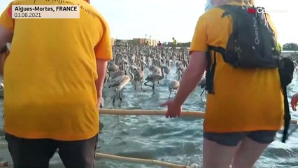Camargue: Beringung und Zählung der Flamingos