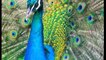 Most beautiful different type peacock imeges _ beautiful indian peacock imeges,natural birds peacock