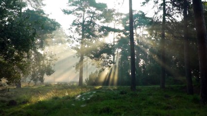 Скачать видео: 5 Minute Morning Yoga Music,  Relaxing Meditation , Stress Relief,  Positive Energy Music,  Sooting Music