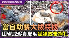 人家的皮毛當自助餐大拔特拔！山雀取用毫不客氣狐狸放棄掙扎