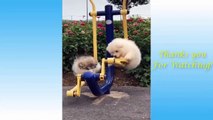 Cute Pets Doing Funny Things   Cutest Pets In The World 2021