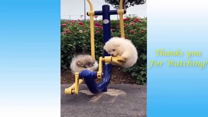 Cute Pets Doing Funny Things   Cutest Pets In The World 2021