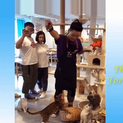 Funny Cat Compilation, Clean, No Swearing