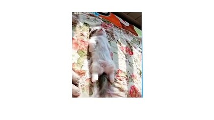 Funny Pets Video Compilation Funny Pets Video Compilation