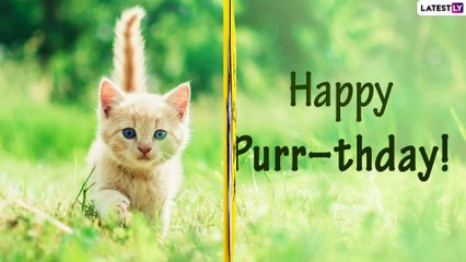 International Cat Day 2021: Funny Cat Puns and Cute Images That’re Purr-Fect To Celebrate the Day