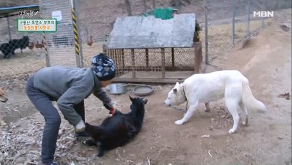 어머! 큰일 났네!!! 개에게 습격을 당한 염소!