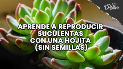 Aprende a reproducir suculentas con una hojita sin semillas.| Cocina Delirante