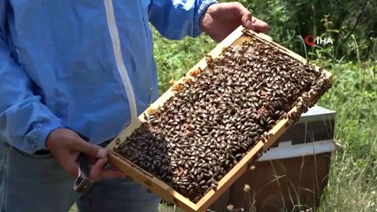 Ordu’da ‘kraliçe arı’ üretimi her geçen gün artıyor