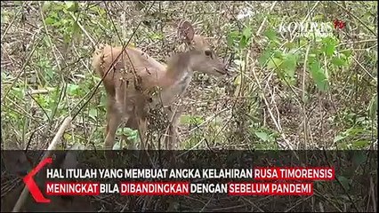 Скачать видео: Angka Kelahiran Rusa Meningkat Saat Pandemi