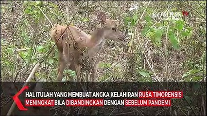 Angka Kelahiran Rusa Meningkat Saat Pandemi