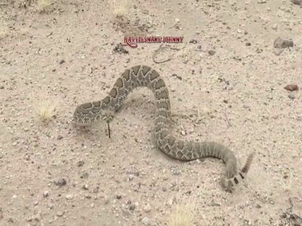 CCR - Creedence Clearwater Revived feat. Johnnie "Guitar" Williamson