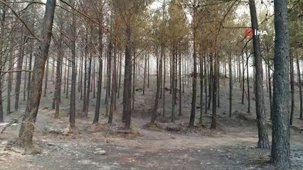 Muğla’da ormanlar alev alev yandı, tahribat gün aydınlanınca ortaya çıktı