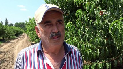 Çarşamba Ovası'nda şeftali hasadı