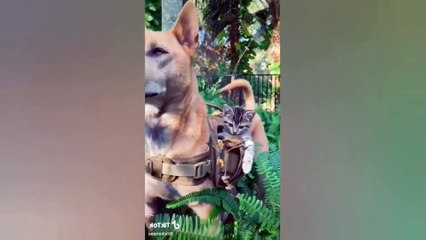 funny angry cats don't mess with these cats