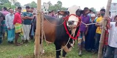 মাঝারি সাইজের গরু দাম - Big cow korbani 2021 - Vai koto nilo - Vumika TV - Vumika Online News