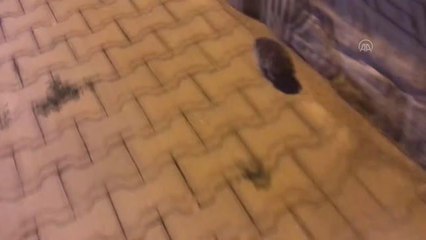 Mahalle arasında bulunan kirpi çocukların ilgi odağı oldu