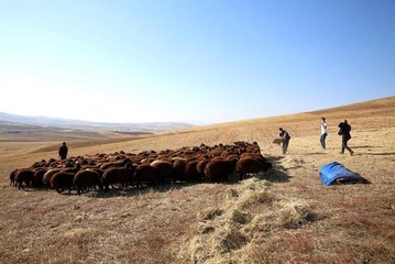 Bayburt'ta küçükbaş hayvan sayısında 1 yılda 5 kata yakın artış sağlandı
