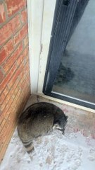 Raccoon Runs Away From Cold Snow Towards Warm House