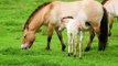 Last remaining species of ‘truly wild’ horse born at ZSL Whipsnade Zoo (C) ZSL