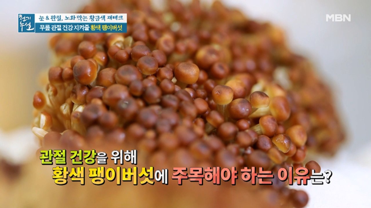 무릎 관절 건강 지켜줄 '황색 팽이버섯'