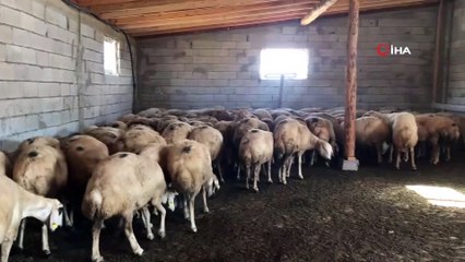 Bayburt’ta küçükbaş hayvan sayısında 1 yılda 5 kata yakın artış sağlandı