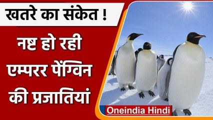 Antarctica: पिघलती बर्फ के कारण खतरे में Emperor penguin की बस्तियां | वनइंडिया हिंदी