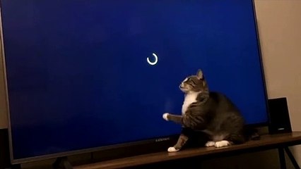 Sweet Kitty Plays with Loading Screen