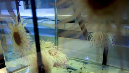 Ces biologistes testent l'impact des crèmes solaires sur le milieu marin