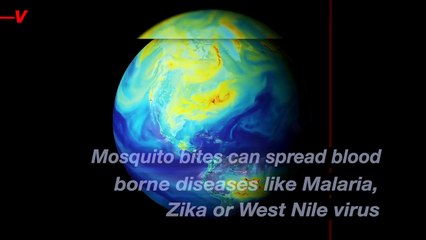 Here’s Why the Tiger Mosquito Is So Dangerous and How To Prevent an Outbreak