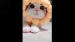 Funny pets , funny cat videos try not to laugh challenge, funny animals, funny dog videos