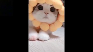 Funny pets , funny cat videos try not to laugh challenge, funny animals, funny dog videos
