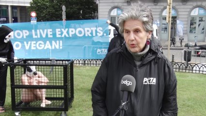 L'Europe doit agir pour mettre fin aux horribles transports d'animaux destinés à la consommation (Peta)