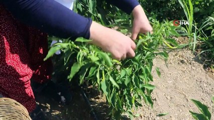 Kadınlar deprem ve Covid-19 stresini hasat yaparak attılar