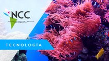 Científicos buscan preservar arrecifes de coral en Panamá