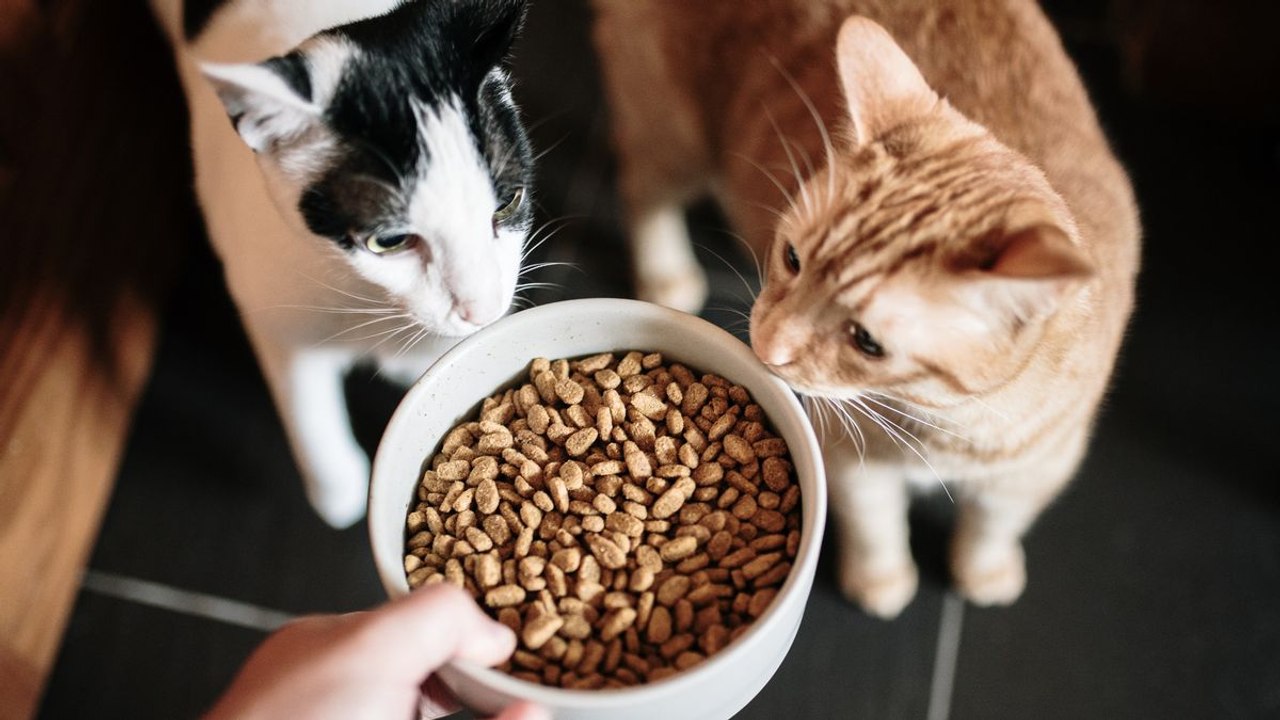 Over 300 Cats Die in the UK From Illness Possibly Linked to Recalled Pet Food
