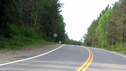 Wolf Puppy Crosses the Road