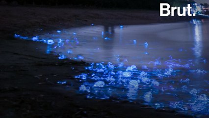 Au Japon, des "calmars lucioles" illuminent les plages