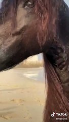 الخيل العربي الاصيل
