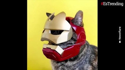 Cathode, la gata aventurera que no le importa "arriesgar" sus siete vidas con actividades extremas