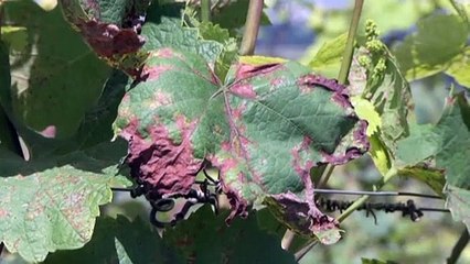 Эхо весенних заморозков: во Франции резко сократится производство вина