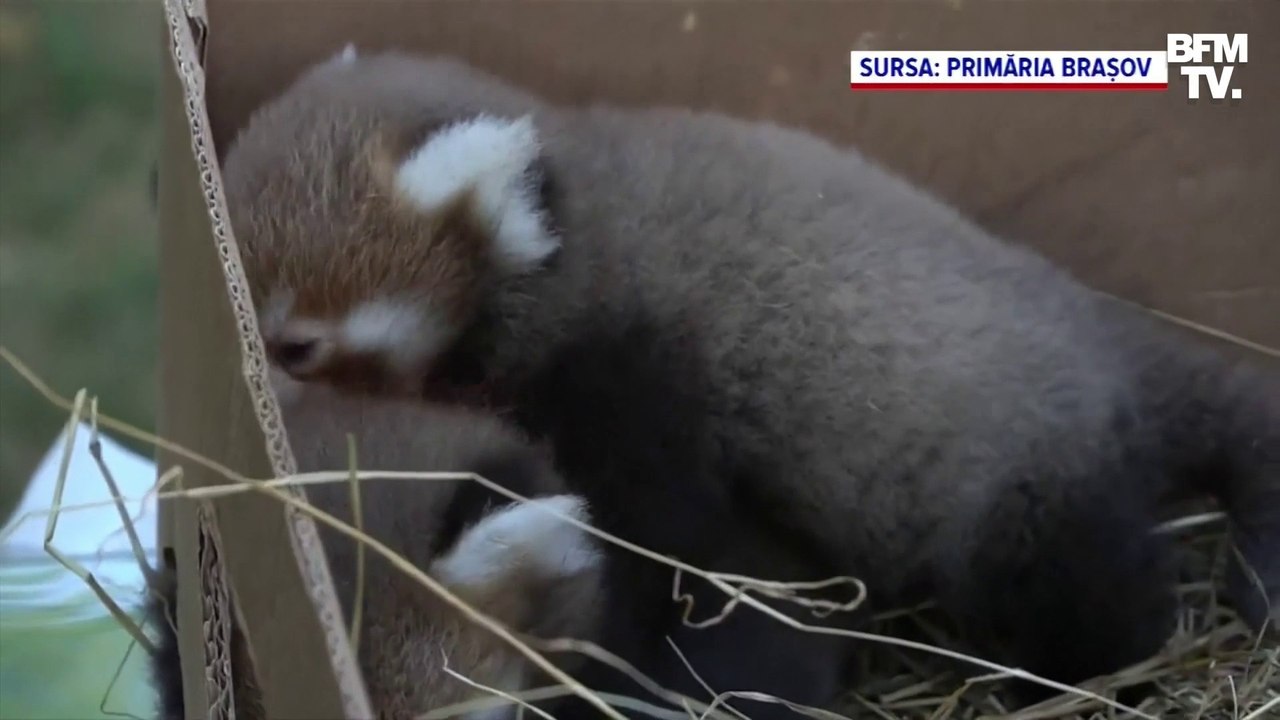 Pour la première fois, deux bébés pandas roux sont nés dans un zoo en Roumanie