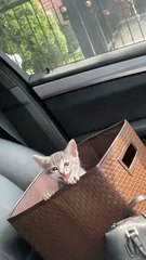 Busy Doing Cat Mom Stuff