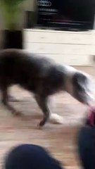 Older Dog Spins Puppy Around