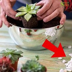 Cómo hacer un antiarrugas con cáscara de huevo.| Salud180