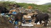 Dominican Republic: Plastic waste chokes surfers' paradise